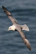 Northern Fulmar