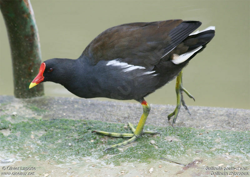 Gallinule poule-d'eauadulte