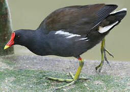 Gallinule poule-d'eau