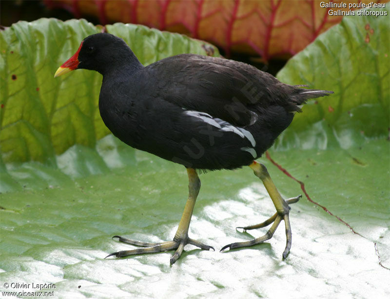 Gallinule poule-d'eau