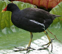 Common Moorhen