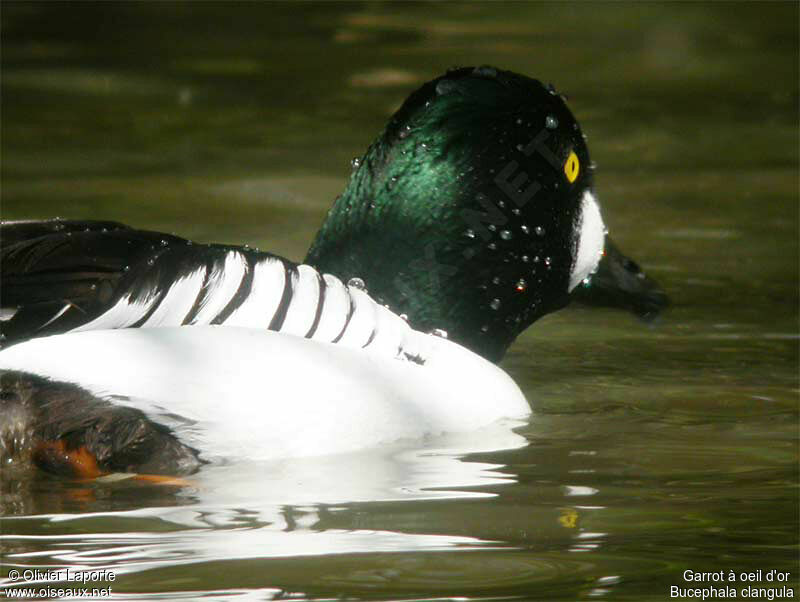 Common Goldeneye male adult breeding