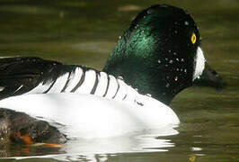 Common Goldeneye