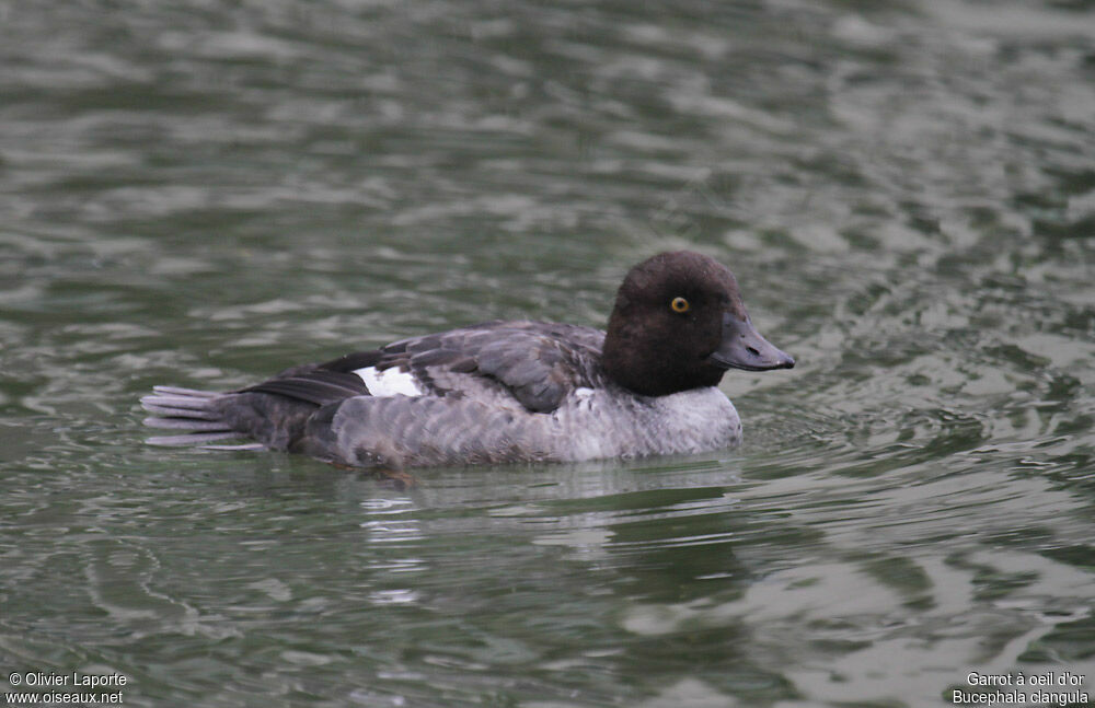 Common Goldeneye female