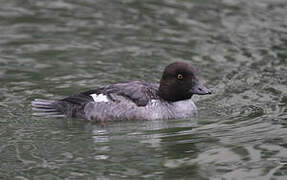 Common Goldeneye