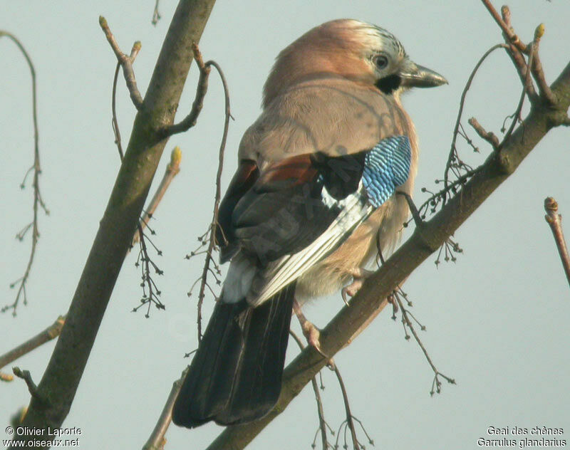 Eurasian Jayadult