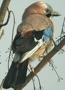 Eurasian Jay