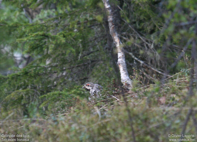 Gélinotte des bois