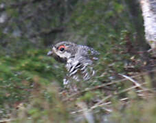 Hazel Grouse