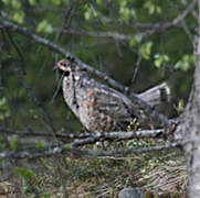 Hazel Grouse