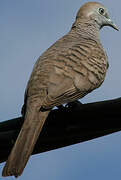 Zebra Dove