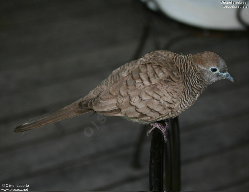 Zebra Dove