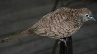 Zebra Dove