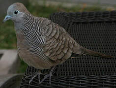 Zebra Dove