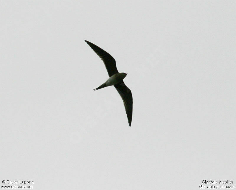 Collared Pratincole