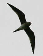 Collared Pratincole