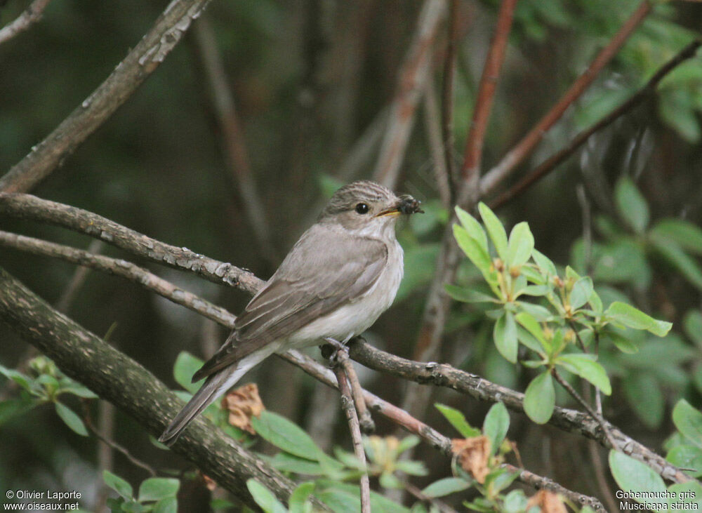 Spotted Flycatcher