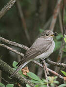 Spotted Flycatcher