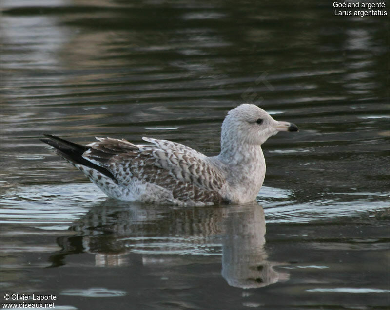 European Herring Gulljuvenile