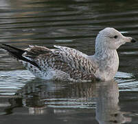 European Herring Gull