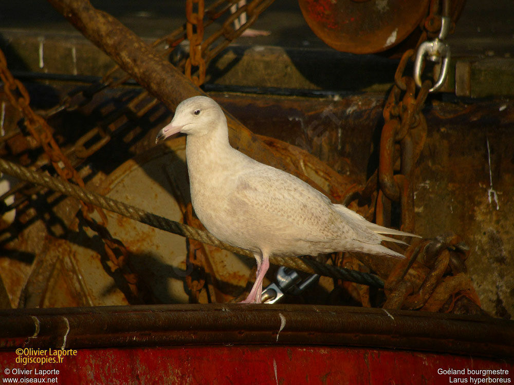 Glaucous Gull