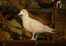 Glaucous Gull