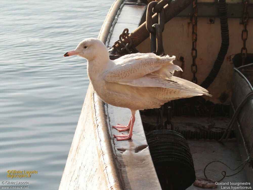 Glaucous GullFirst year