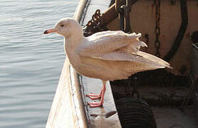 Glaucous Gull