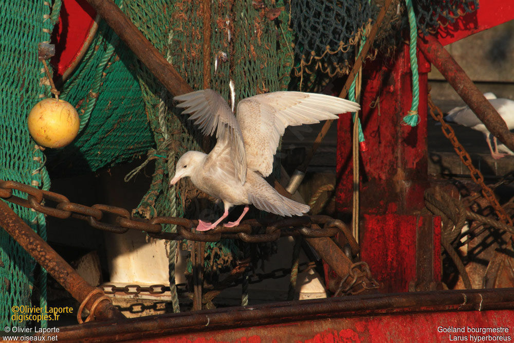 Glaucous Gull