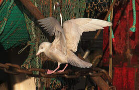 Glaucous Gull