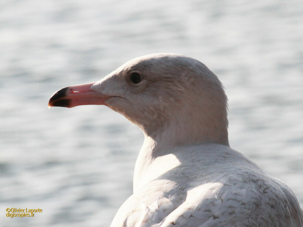 Glaucous Gull