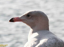 Glaucous Gull