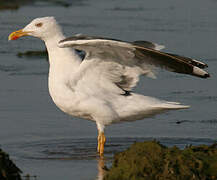 Lesser Black-backed Gull