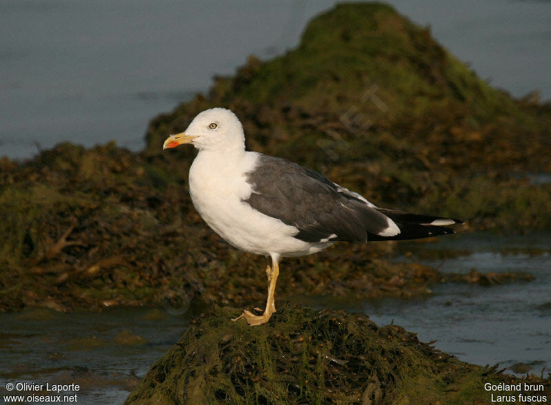 Lesser Black-backed Gulladult, identification