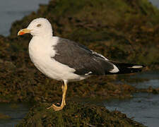 Lesser Black-backed Gull