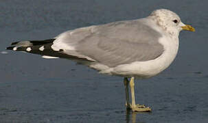 Common Gull