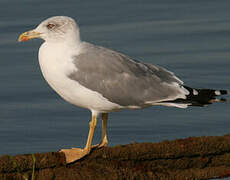 Yellow-legged Gull