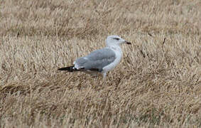 Yellow-legged Gull