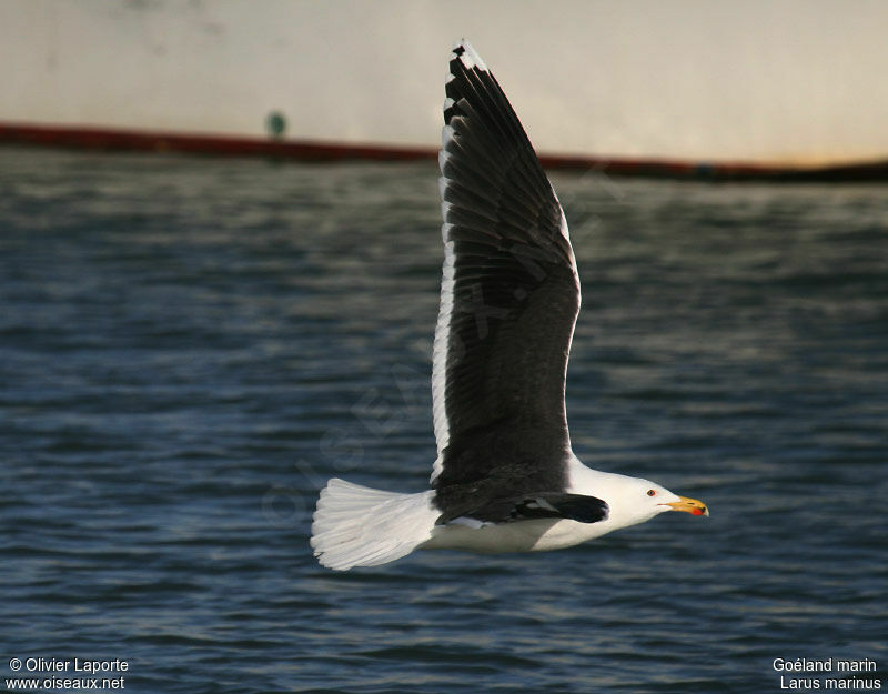 Great Black-backed Gulladult, Flight