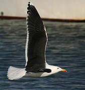 Great Black-backed Gull