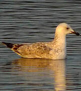 Caspian Gull