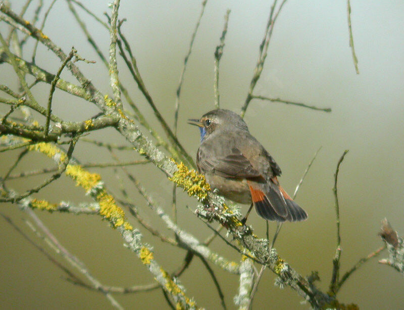 Bluethroat