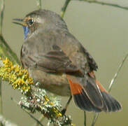 Bluethroat