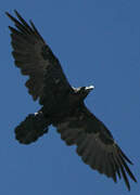 Northern Raven