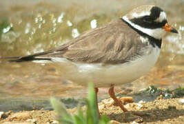 Common Ringed Plover