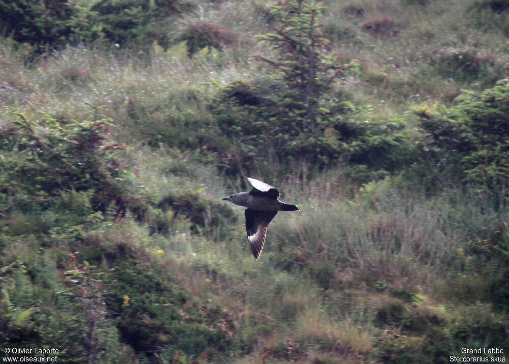 Great Skua