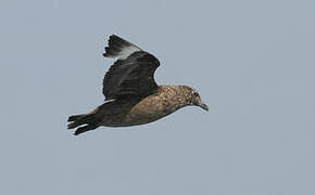 Great Skua