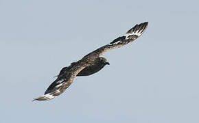 Great Skua