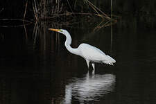 Grande Aigrette