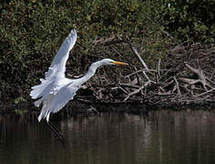 Grande Aigrette